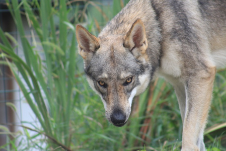 Miss Keta dei Serlupi