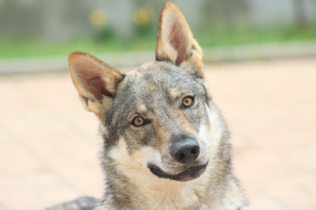 Miss Keta dei Serlupi