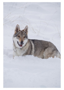 Marilyn Monroe dei Serlupi