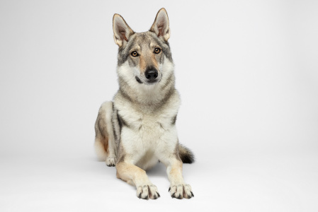 Marilyn Monroe dei Serlupi