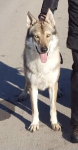 Zandor Black Sea Wolfdog