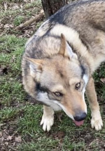 Zandor Black Sea Wolfdog