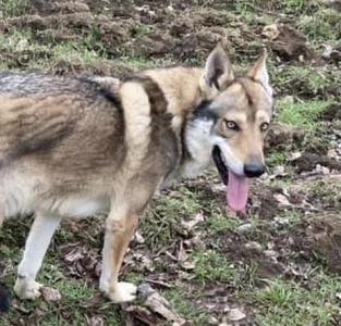Zandor Black Sea Wolfdog