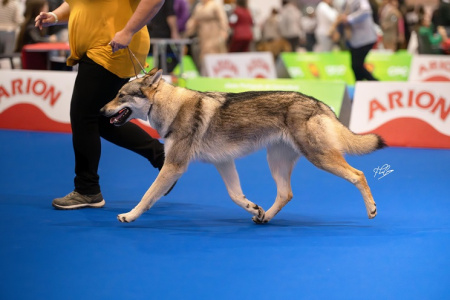 Butterfly Circus Havana