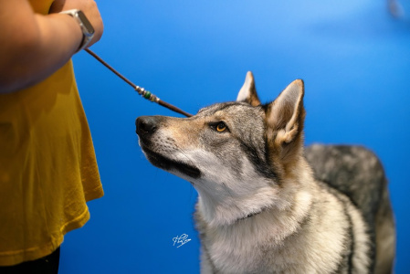 Butterfly Circus Havana