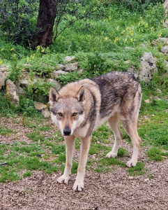 Wolfy z Katusického dvora