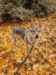 Moonlight Fantasy Hrol'fr