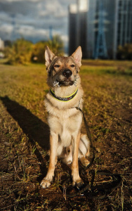 Moonlight Fantasy Hrol'fr