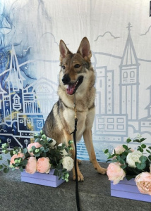 Moonlight Fantasy Hell