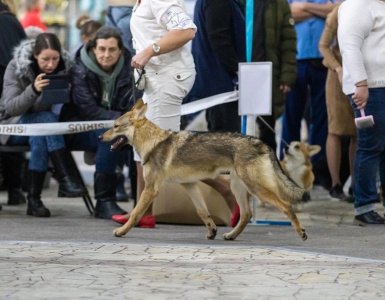 Moonlight Fantasy Hell