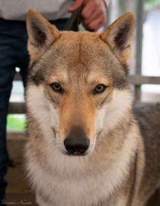 Bright Way Joker-Joni II