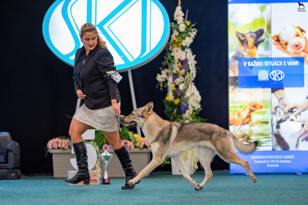 Crazy Boy ColThem Wolfs