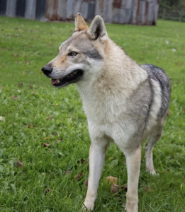 Ve du Domaine de Ragnarok