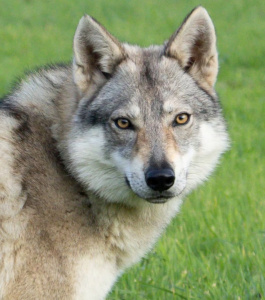 Valkyria Lagertha du Domaine de Ragnarok