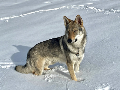 Athanòr Lupus Q'No Quarter