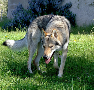 Athanòr Lupus Q'No Quarter