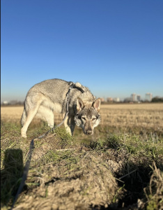 Athanòr Lupus Royksopp