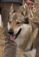 Atsu Sounds of Wolves