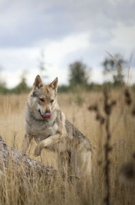 Drake Lupus von den Ruhrpottwölfen