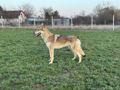 Aurora Borealis Brotherwolf Pack