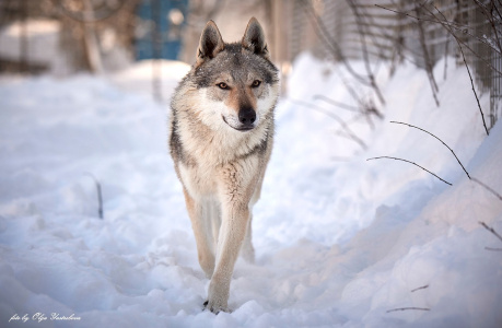 Malahovskiy Volkodav Asgardecs Loki
