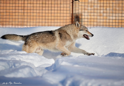 Malahovskiy Volkodav Asgardecs Loki