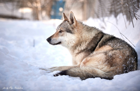 Malahovskiy Volkodav Asgardecs Loki