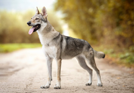 Astra z Čiernej hory