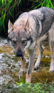 Autumn Kaos Wolf Journey