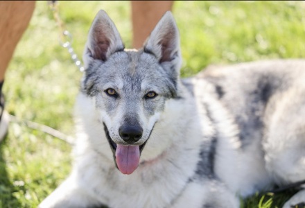 Cathara z Petrinho dvora