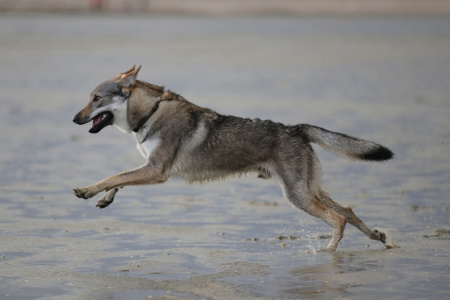 Calixtus Malá Bosorka