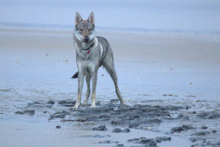 Calixtus Malá Bosorka