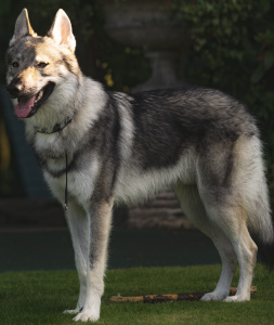 Dexter  (Thorvaldr Asher)