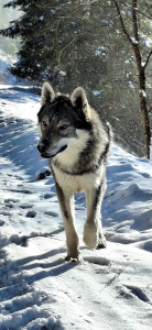 Bax II spod Ďumbiera