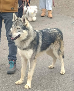 Bax II spod Ďumbiera