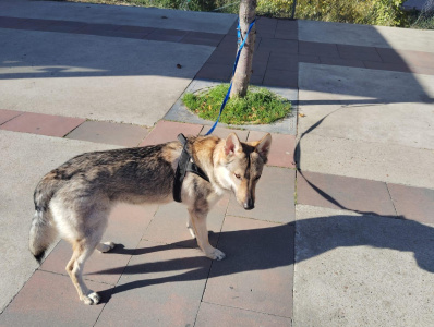 Ares Llops de les Gavarres