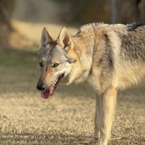 Amèlia Llops de les Gavarres