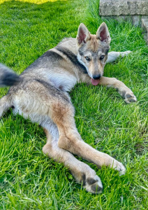 Volcanic Lupus Ardor