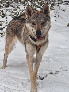 Greyfarer Devil May Cry