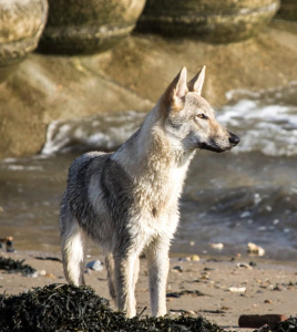 A-Shomei du Domaine de Ragnarok