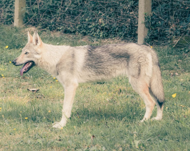 Aloy du Domaine de Ragnarok