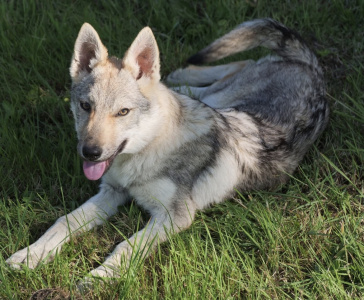 Akira du Domaine de Ragnarok