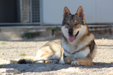 Ling Lupi della Murgia