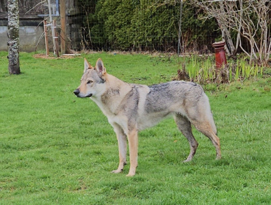 Bergsra Wolf Rebel Soul