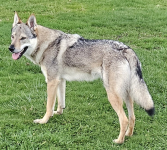 Bergsra Wolf Rebel Soul