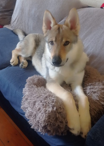 Auryn dos Lobos da Invicta