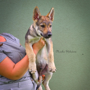 Dargo Vlci Novohradu