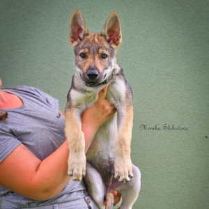 Dargo Vlci Novohradu