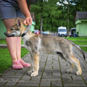 Dargo Vlci Novohradu