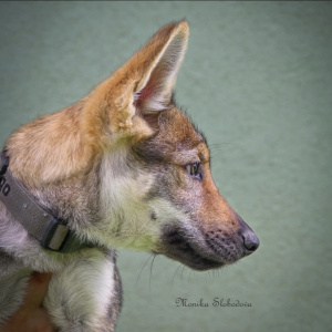 Dargo Vlci Novohradu